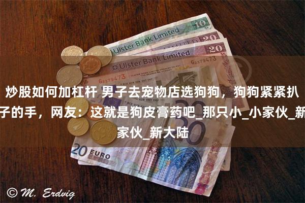 炒股如何加杠杆 男子去宠物店选狗狗，狗狗紧紧扒住男子的手，网友：这就是狗皮膏药吧_那只小_小家伙_新大陆